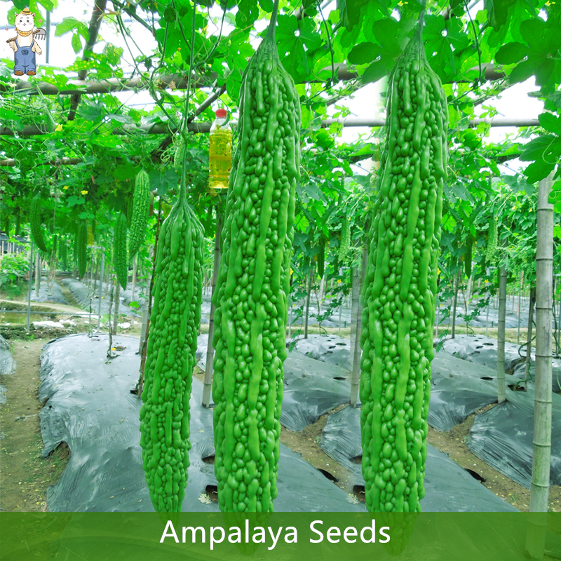 เมล็ดพันธุ์ มะระจีน มะระใหญ่ คัดพิเศษ เมล็ดคัดมือ 10 เมล็ด ปลูกง่าย โตเร็ว Ampalaya Seeds คุณภาพดี ราคาถูก ของแท้