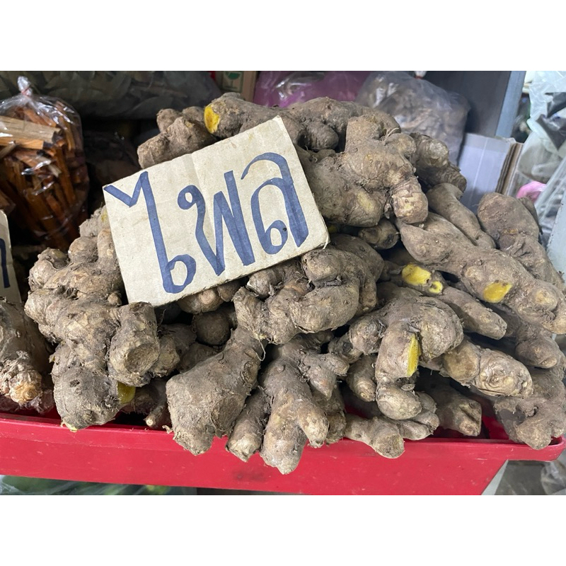 ไพลเหลือง ว่านไพ หัวไพล คละไซส์