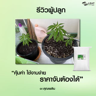 ดินปลูกสูตรทำใบ&ช่อดอก กัญชา 420 planting soil ออแกนิค มีใบรับรองตรวจสารปนเปื้อน แนะนำฟรี