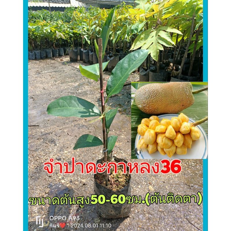 ต้นจำปาดะกาหลง36(ต้นทาบกิ่ง) จำปาดะสายพันธุ์ดีเมืองสตูล ยุมใหญ่ เม็ดเล็ก หวานอร่อย ขนาดต้น40-50ซม.