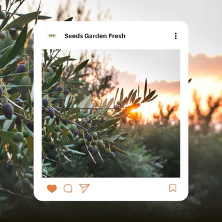 เมล็ดพันธุ์ มะกอก บรรจุ 50 เมล็ด [Seeds Garden Fresh]