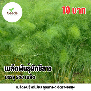 เมล็ดผักชีลาว บรรจุ 500 เมล็ด