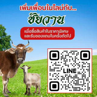 ชัยวาน ดูแลวัว ควาย ไก่ จัดการแมลงวัน แมลงหวี่ ริ้น ไร ตอมแผลวัว ขนาด 1 ลิตร ⭐️ฟรี⭐️หัวฉีดสเปร์ย 1 ชิ้น แค่ฉีดหรือทา