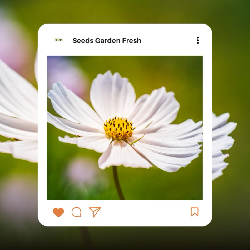 สุดคุ้ม!!! เมล็ดดอกคอสมอสสีขาวล้วน บรรจุ 100 เมล็ด มีวิธีปลูกแถมไปในกล่อง - รูปที่ 2