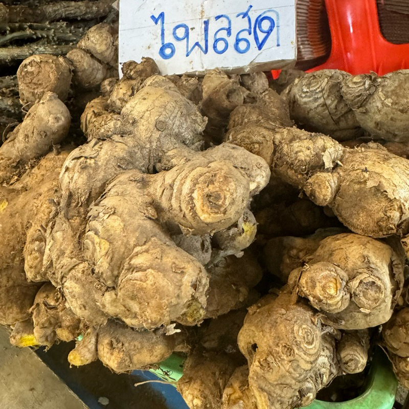 ไพลสด หัวว่านไฟ ไพลเหลือง 1 kg หัวแน่น