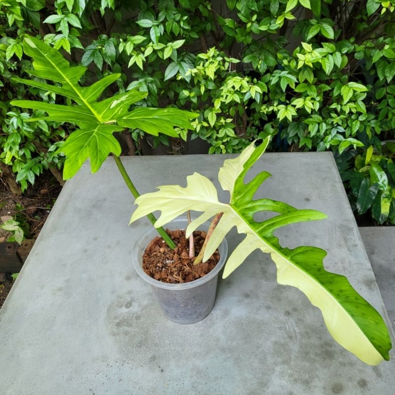 Philodendron Golden Dragon Variegated ฟิโลเดนดรอน มังกรด่าง จัดส่งพร้อมกระถาง