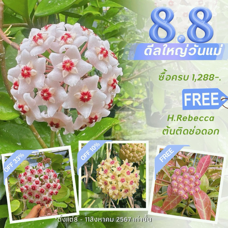 ต้นไม้แขวนประดับ กลิ่นหอม โฮย่า Hoya Aldrichii  สีชมพูหวาน ไม้ดอก  ต้นไม้ - รูปที่ 3