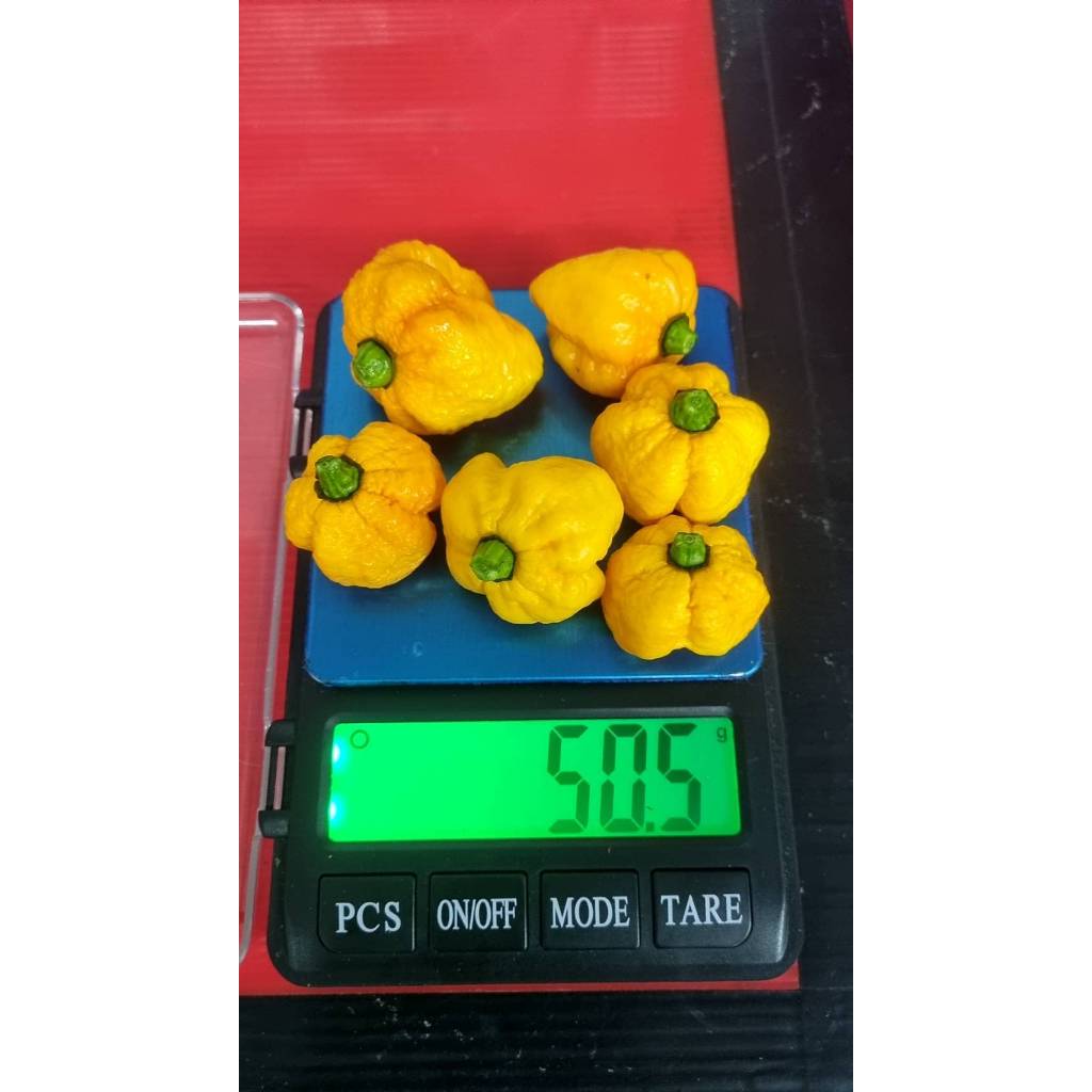 Pepper X Carolina Reaper Pepper 2.2 - 3.1M SHU Organic in Living Soil - The World's Hottest Pepper