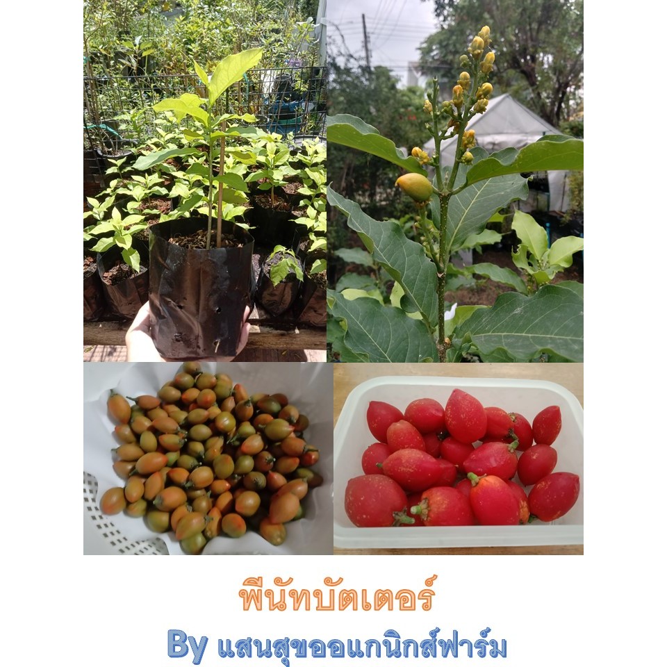 ต้นพีนัทบัตเตอร์ peanut butter หรือต้นเนยถั่ว ต้นสูง 30-40 ซม พร้อมปลูก