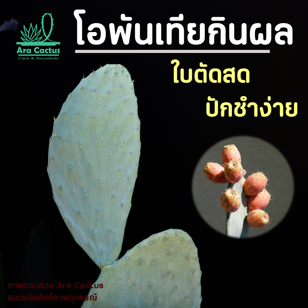 ขายใบตัดสด! โอพันเทียกินใบและผล (ไม่ใช่ใบเสมา) Opuntia ficus-indica ใบแก่ ใหญ่ พร้อมชำ แคคตัส กระบอง