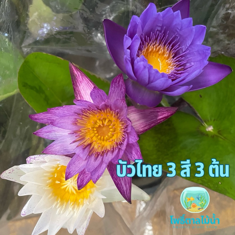 บัวไทย 3 สี 3 ต้น คือ สีม่วง สีชมพู และสีขาว ขายเป็น set (ไม่ได้กระถาง) #บัวไทย #บัวสวยงาม #บัวไทย3สี