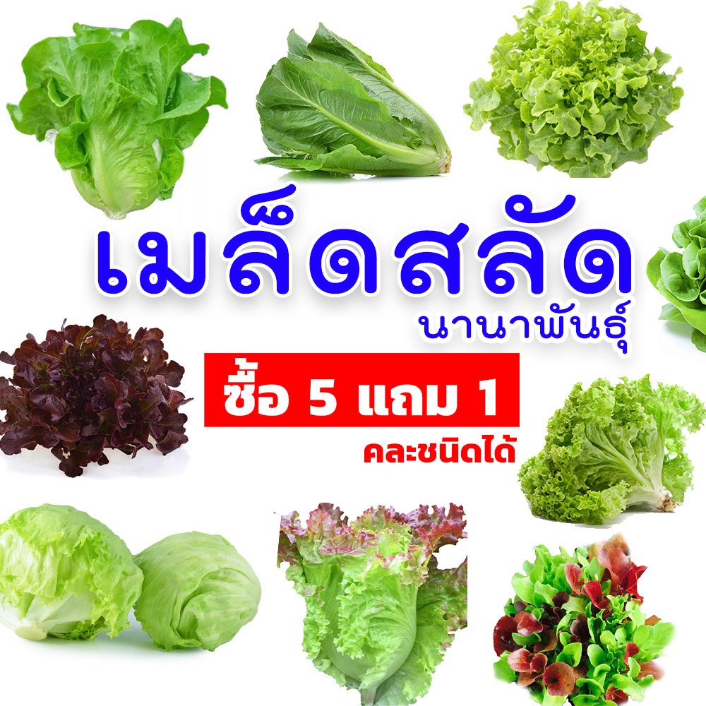 เมล็ดสลัด นานาพันธุ์ ✨ ซื้อ 5 แถม 1 (คละชนิดได้)