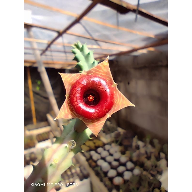 Huernia แคคตัสเก๋งจีน