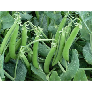 เมล็ดพันธุ์ ถั่วลันเตาหวาน 10 เมล็ด [ 10แถม2 ]คละได้
