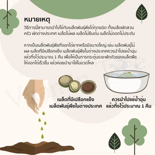 เมล็ดผัก เจียไต๋ 9บาท ผักสวนครัว ผักบุ้ง ผักกาด ต้นหอม มะเขือ กวางตุ้ง กะเพรา โหระพาผักชีแฟงคะน้าแตง