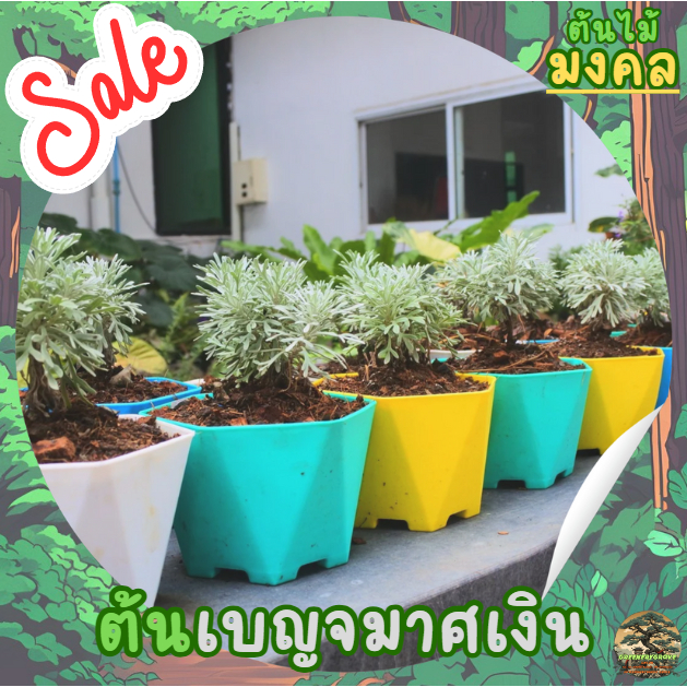 ต้นเบญจมาศเงิน (Crossostephium) ต้นสูง 10-15cm พร้อมกระถางและหิน สามารถเลือกกระถางและหินได้ตามต้องการ
