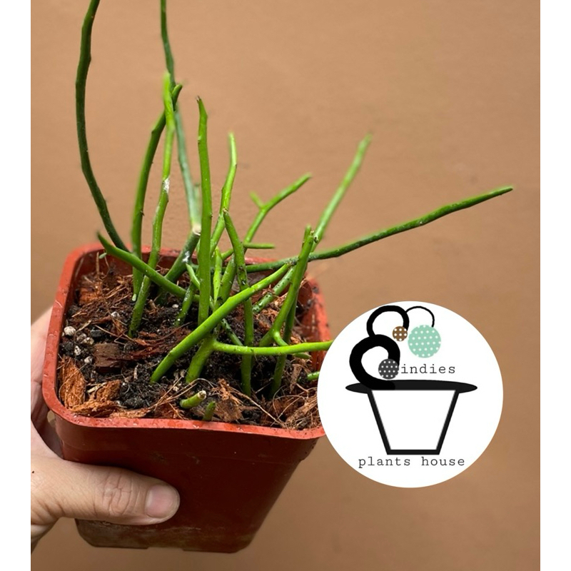 พญาไร้ใบ Euphorbia tirucalli