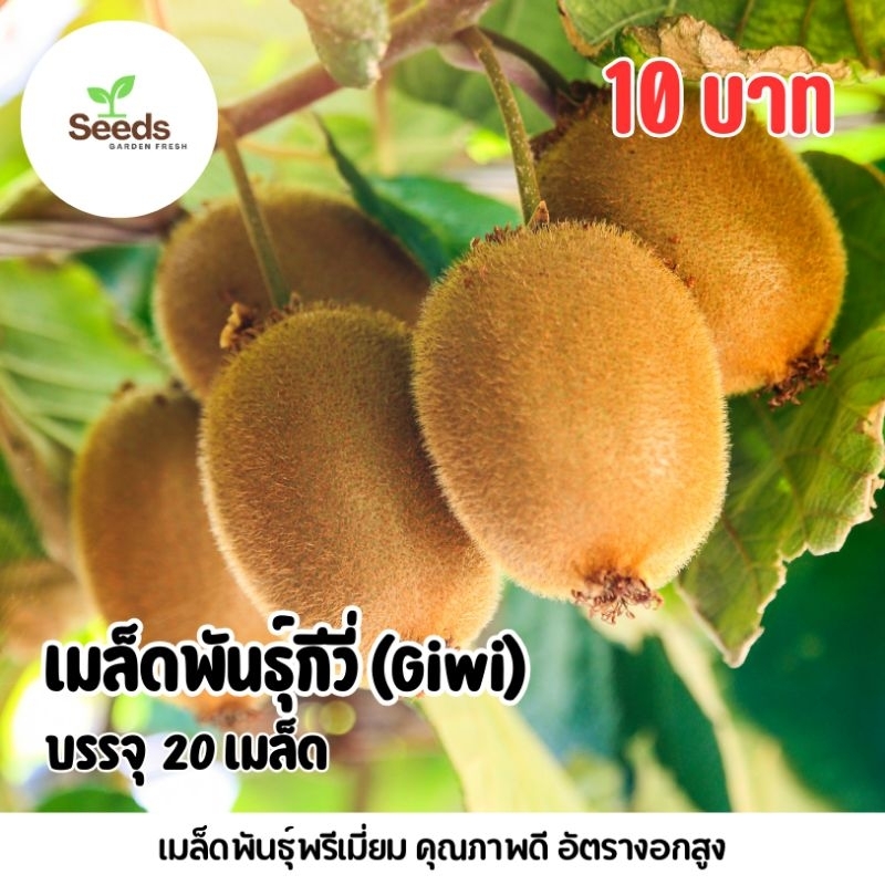 สุดคุ้ม!!! เมล็ดพันธุ์กีวี่ Giwi บรรจุ 20 เมล็ด[Seeds Garden Fresh]