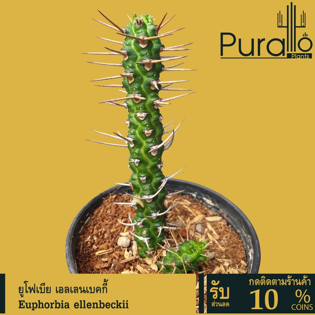 ต้นยูโฟเบีย เอลเลนเบคกี้ Euphorbia ellenbeckii #Euphorbia #ไม้โขด #ยูโฟเบีย