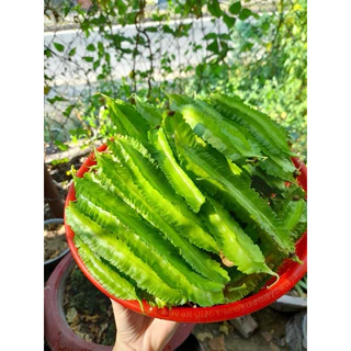 เมล็ดพันธุ์ ถั่วพู 10 เมล็ด [ 10แถม2 ]คละได้