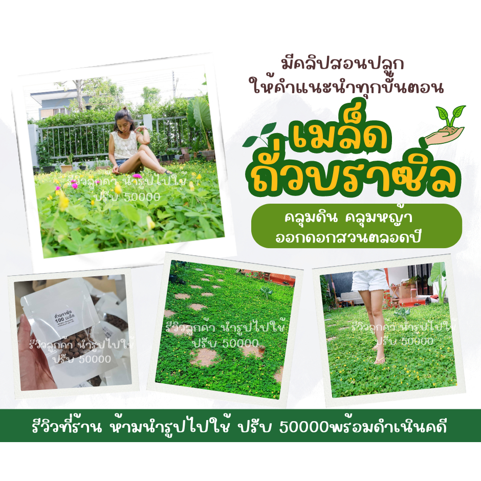 เมล็ดพันธุ์ถั่วบราซิล บรรจุ 500 เมล็ด,ตกแต่งสวน,คลุมหญ้า,หญ้าจัดสวน,บำรุงดิน,พืชคลุมดิน,ห่มดิน,ประดับสวน
