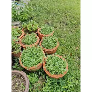 เมล็ดผักชี งอกง่าย งอกไว ไม่ต้องทุบ ไม่ต้องแช่น้ำ ไม่ต้องบ่มให้ยุ่งยาก 3000-4000 เมล็ด รับประกันการงอก งอกภายใน 5-7วัน