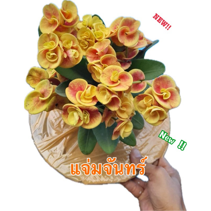 ต้นโป๊ยเซียน สายพันธุ์ “แจ่มจันทร์” ดอกแฟนซีส้มอมเหลือง ไม้ใหม่2567 กระถาง2นิ้ว ส่งทั้งกระถาง