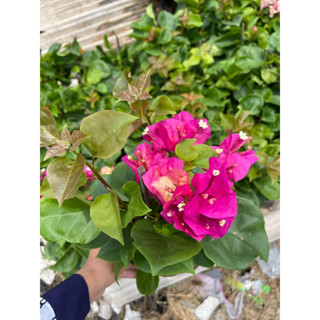 ศรีริต้า7 สี เฟื่องฟ้า7สี ขนาดถุงดำ 4” สูง 30 cm (ดอกเยอะ ดอ…