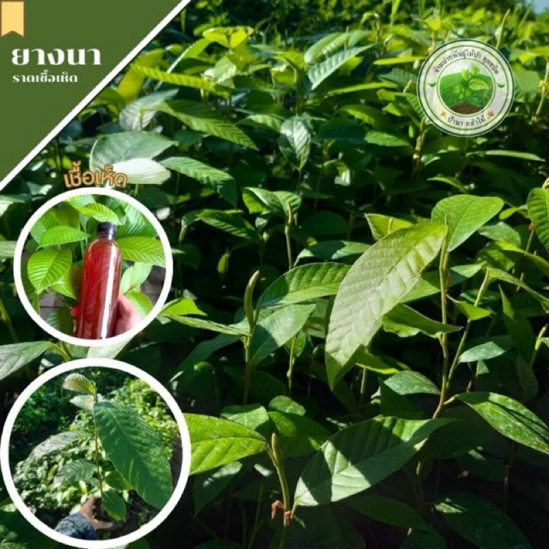 ยางนา ชุด 40 ต้นยางนาราดเห็ด 🌿✅️ราคาถูก  🍄ได้เห็ดเผาะ เห็ดระโงก และเห็ด