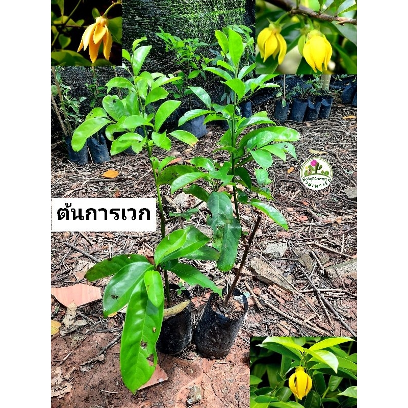 ต้นการเวก การเวก ไม้เลื้อยดอกสวย