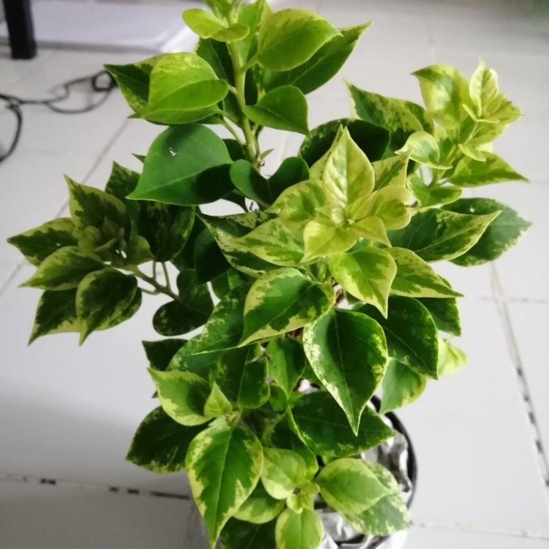 เฟื่องฟ้าสาวิตรีด่างจัดส่งสุ่มสี