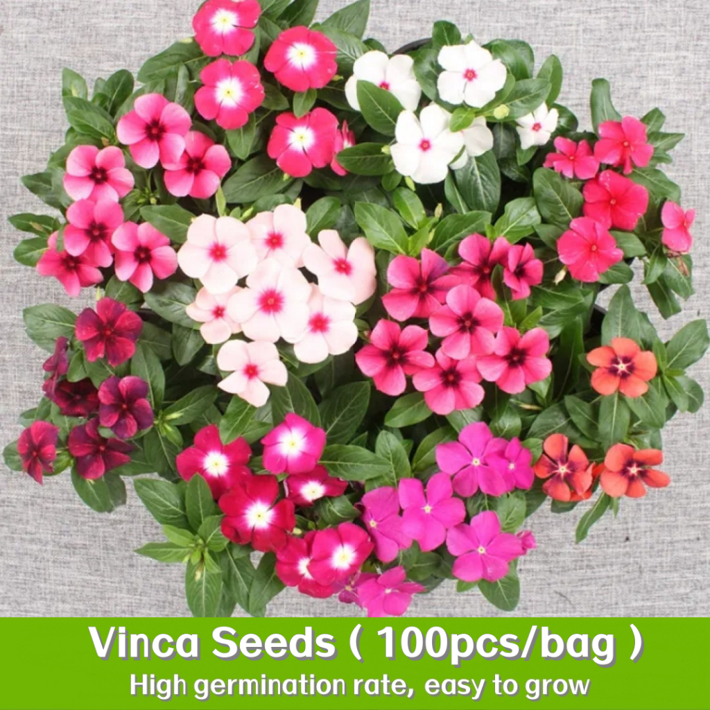 (200เมล็ด/ซอง) แพงพวยฝรั่ง Periwinkle Bonsai Seeds ไม้ดอก การปลูกแบบอนุรักษ์ธรรมชาติ ไม้ประดับภูมิสถาปัตยกรรม