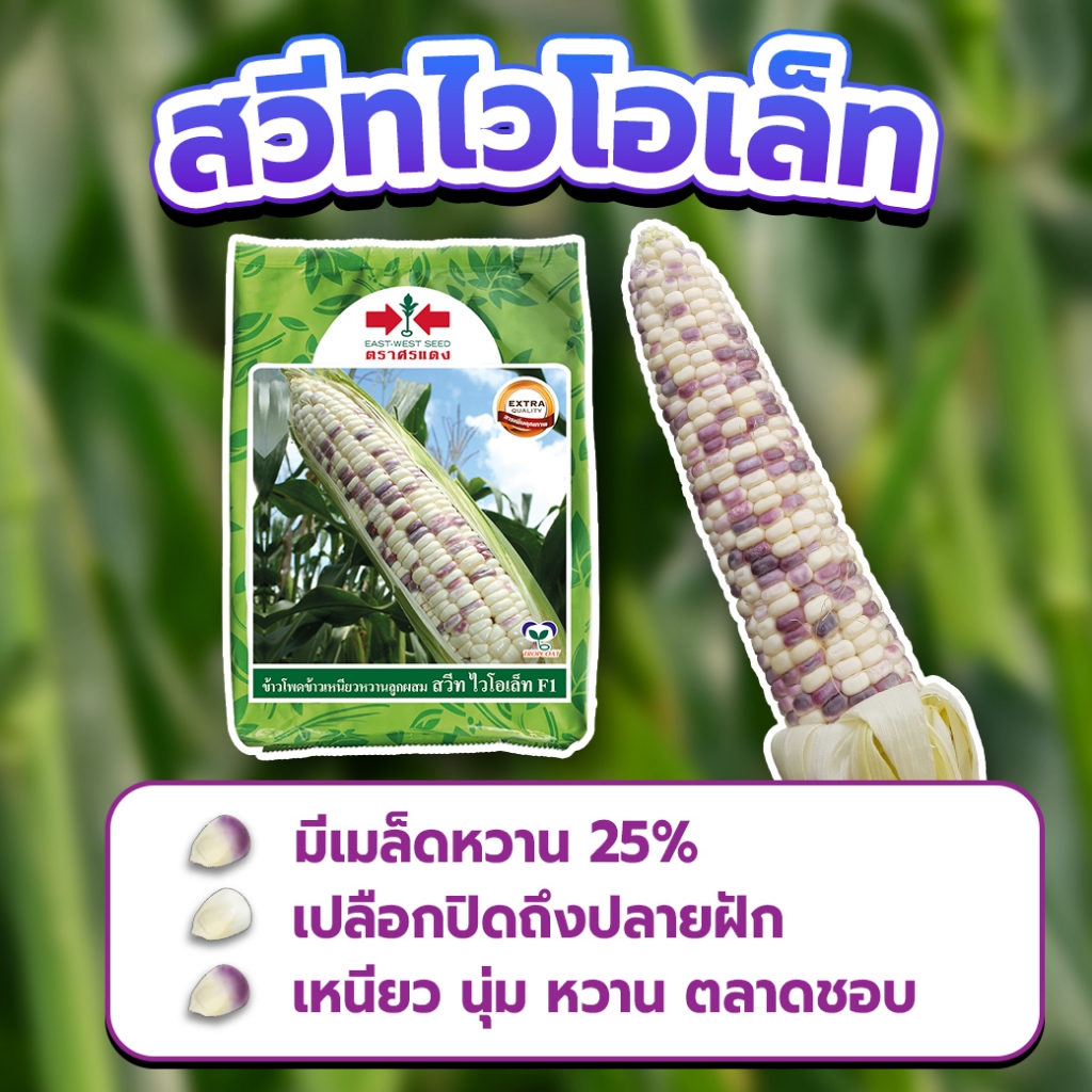 ข้าวโพดข้าวเหนียวหวาน 2 สี [สวีทไวโอเล็ท]
