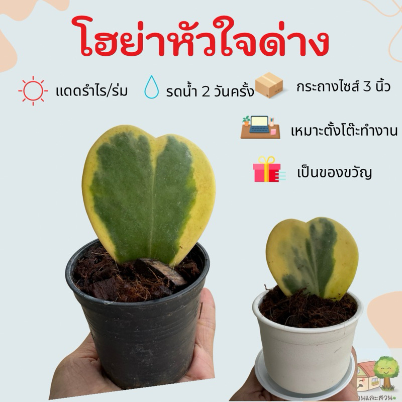 โฮย่าหัวใจขอบด่างเหลือง หัวใจใบเดียว ในกระถางไซส์ 3 นิ้ว ส่งพร้อมกระถางตั้งเลี้ยง – โปรปัง