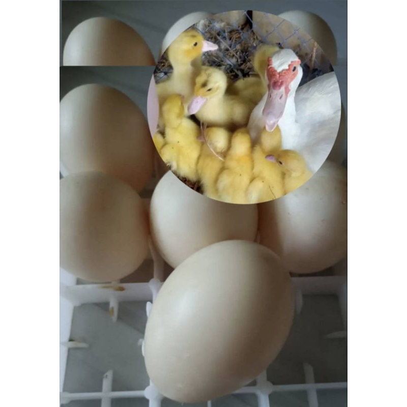 ไข่เชื้อเป็ดบาบารี่พร้อมเข้าตู้ฟัก ชุด 8 ฟองแถม1ฟอง