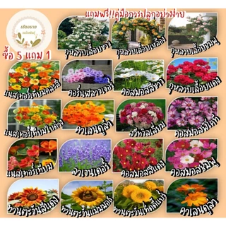 เมล็ดพันธุ์ชุดรวมขายดี ซองเล็กราคา 9 บาท ซื้อ 5 แถม 1 ปลูกง่าย โตไว อัตราการงอกสูง