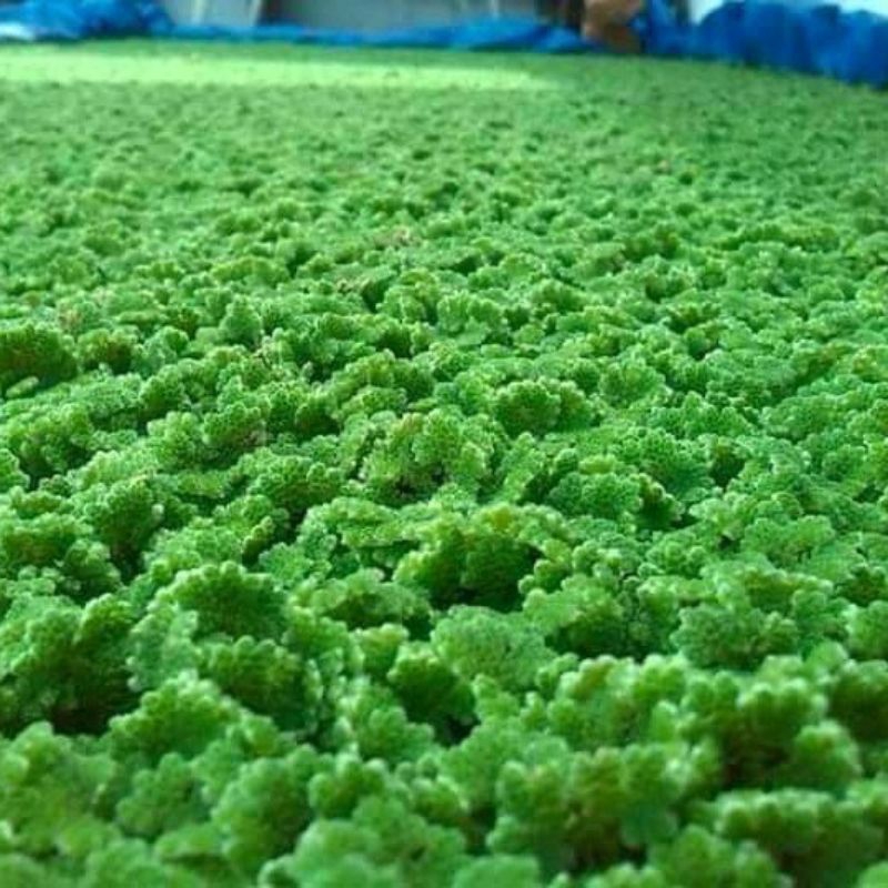 แหนแดง คุณภาพ สดๆ สวยๆ azolla microphylla ค่าส่งถูก แถมฟรีมูลวัว