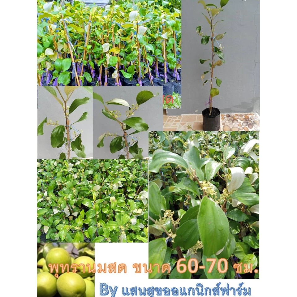 ต้นพุทรานมสด (แบบทาบกิ่ง) ความสูงของต้น 60-70 ซม.