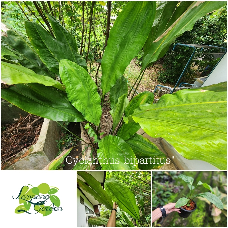 👑ต้น หูกระต่าย Cyclanthus bipartitus  ไม้กระถาง ไม้ฟอกอากาศ ไม้แต่งสวน 👑