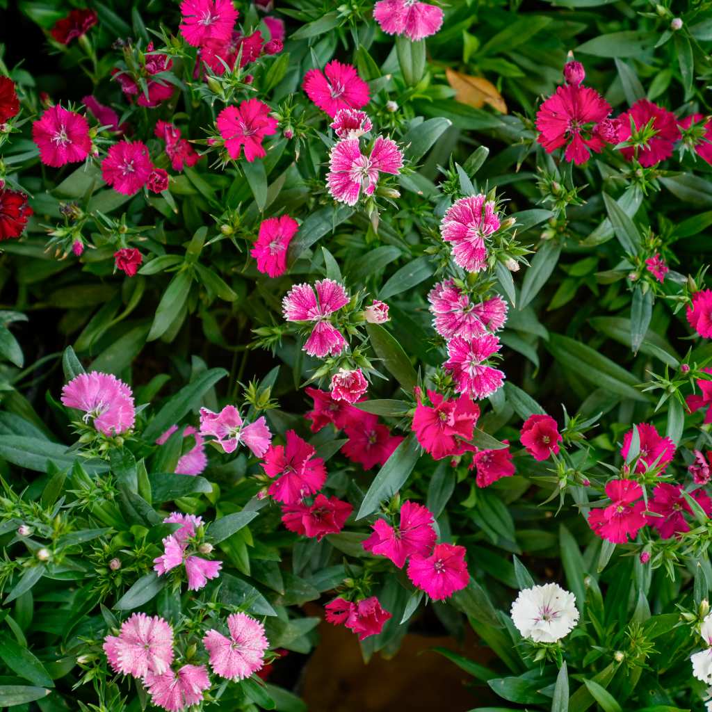 Treeno.9 T194 ผีเสื้อ ดอกไม้กินได้(รบกวนสั่งซื้อขั้นต่ำ 6 ต้น) (แบบคละสี) (Dianthus) ถุงดำ/กระถาง 6 นิ้ว/20-30 ซม. ม้ดอก - รูปที่ 5