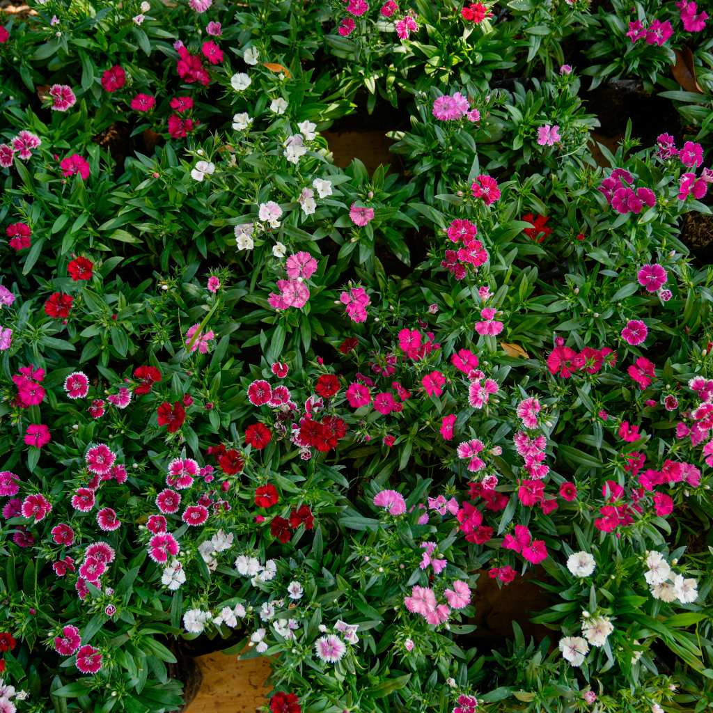 Treeno.9 T194 ผีเสื้อ ดอกไม้กินได้(รบกวนสั่งซื้อขั้นต่ำ 6 ต้น) (แบบคละสี) (Dianthus) ถุงดำ/กระถาง 6 นิ้ว/20-30 ซม. ม้ดอก - รูปที่ 6