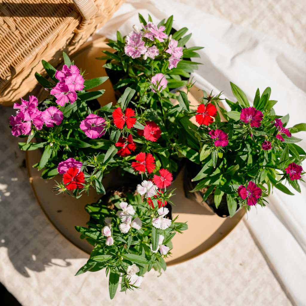 Treeno.9 T194 ผีเสื้อ ดอกไม้กินได้(รบกวนสั่งซื้อขั้นต่ำ 6 ต้น) (แบบคละสี) (Dianthus) ถุงดำ/กระถาง 6 นิ้ว/20-30 ซม. ม้ดอก