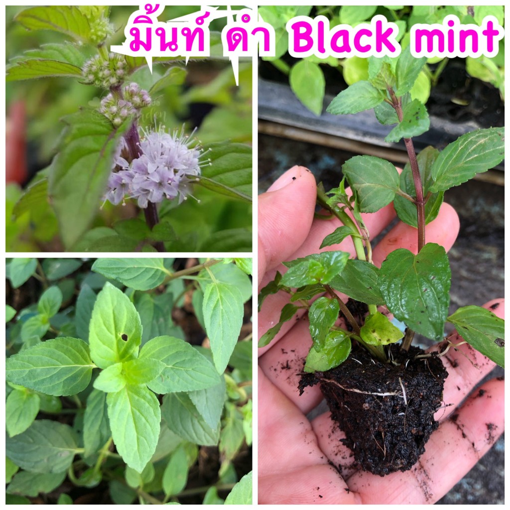 *มินต์ดำ* หรือ *แบล็กมินต์*  *Black Mint * 🌱ส่งแบบกิ่งปักชำมีรากสมบูรณ์🌱
