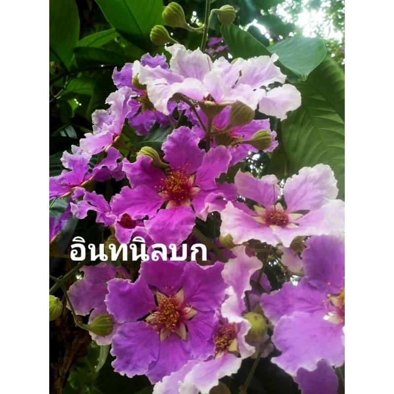 ต้นอินทนิลบก ขนาด80ซม.