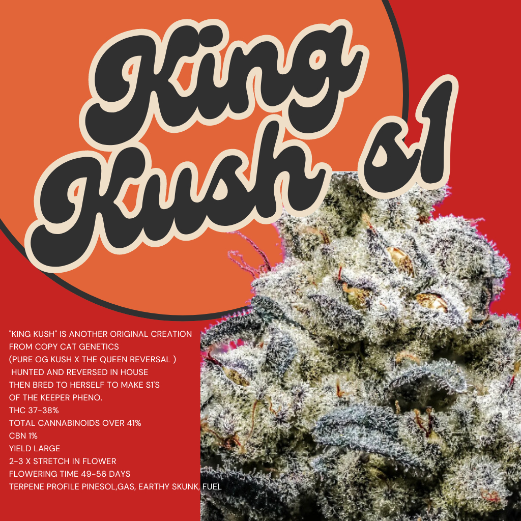 เมล็ดกัญชา ค่าย COPYCAT King Kush S1