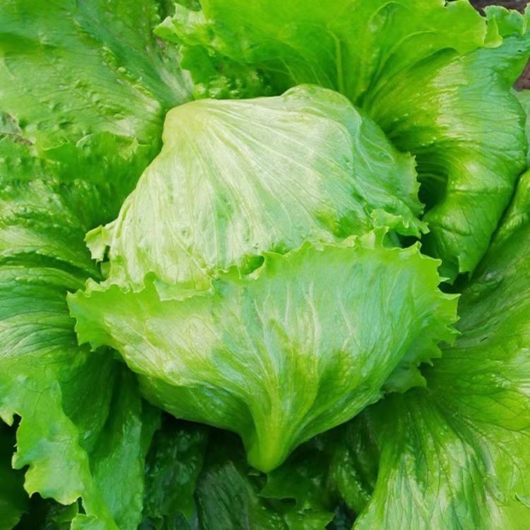 เมล็ดพันธุ์ ผักกาดแก้ว 100 เมล็ดไอซเบิร์ก (Iceberg )เมล็ดพันธุ์ผักสลัดแก้ว หวานกรอบ