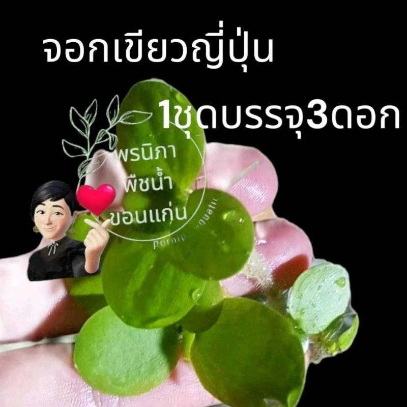 จอกเขียวญี่ปุ่นบรรจุ 3ดอก ประดับอ่างปลาสวยงาม