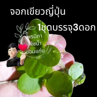 จอกเขียวญี่ปุ่นบรรจุ 3ดอก ประดับอ่างปลาสวยงาม