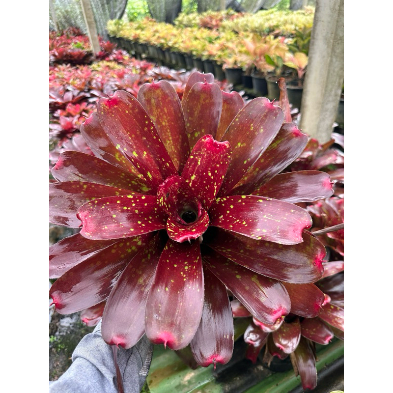 สับปะรดสีนีโอลายจุด สีแดงเข้มมีลายจุดที่ใบ