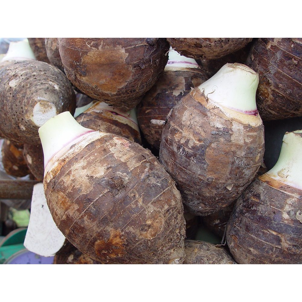 เอสทีม บิ๊กบอม ลมเบ่ง 10-0-42 + MgO,Zn ขนาด 1 ก.ก. เพิ่มแป้ง น้ำหนัก พืชลงหัวทุกชนิด สร้างความหวาน - รูปที่ 7